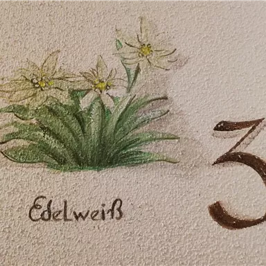 Eine Zeichnung von Edelweißblumen mit grünen Blättern und der Zahl 3 daneben. Darunter steht das Wort "Edelweiß".