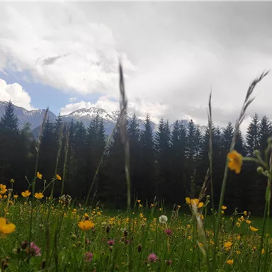 Eine Wiese mit bunten Blumen und grünem Gras. Im Hintergrund sind hohe Bäume und schneebedeckte Berge unter einem bewölkten Himmel zu sehen.