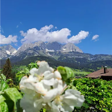 A landscape with blooming plants in the foreground and majestic mountains in the background. The sky is clear and blue, perfect for a spring scene.