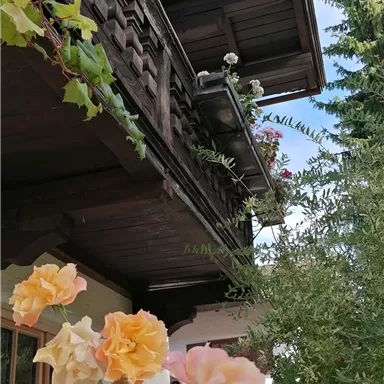 Ein traditionelles Holzhaus mit einem Balkon, umgeben von Bäumen. Im Vordergrund blühen große, orangefarbene Rosen.