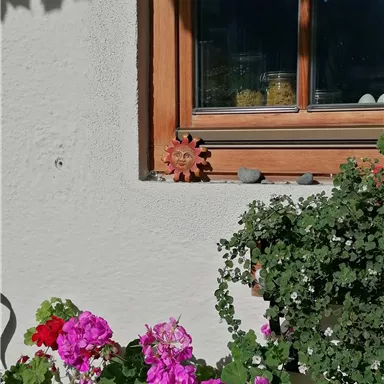 Bunte Blumen in Töpfen vor einem Fenster. Im Hintergrund ist ein grüner Hang zu sehen.