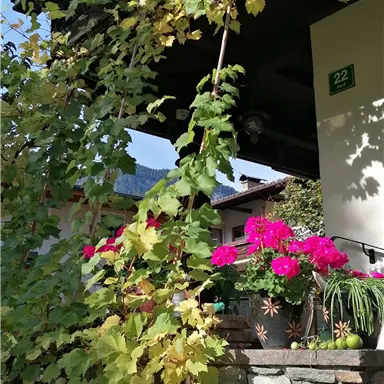 Ein schöner Innenhof mit bunten Geranien und und grünen Weinranken. Im Hintergrund ist ein traditionelles Haus zu sehen.