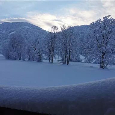 A winter landscape with snow-covered trees and a vast, white field. In the background, gentle hills and a cloudy sky can be seen.
