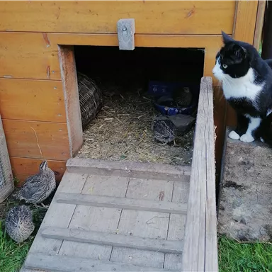 Eine schwarz-weiße Katze sitzt neben einem kleinen Hühnerstall. Vor dem Stall sind einige Vögel zu sehen, die auf dem Boden stehen.