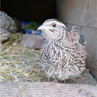 Eine kleine Wachtel mit geflecktem Gefieder steht in einem Gehege. Im Hintergrund sind etwas Stroh und andere Vögel sichtbar.