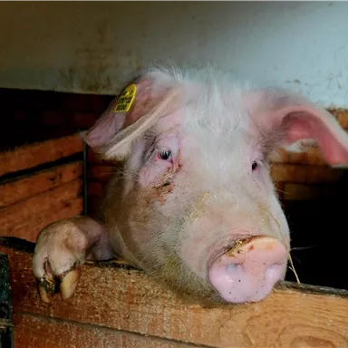 Ein Schwein schaut neugierig aus einem Stall. Es hat ein weißes Fell und ist teilweise schmutzig.