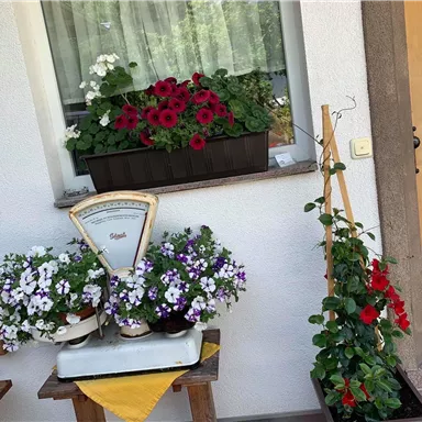 A cozy corner with colorful flowers in pots and an old scale. In the background, there is a wooden door and a windowsill with even more plants.