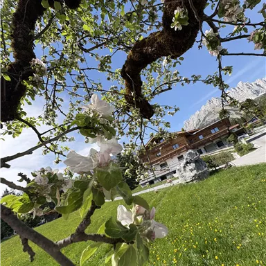 Ein blühender Apfelbaumzweig vor einem malerischen Hintergrund. Im Hintergrund sind eine Wiese und ein typisches alpenländisches Haus zu sehen.