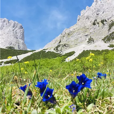 Eine grüne Wiese mit bunten Blumen und blauen Enzian unter hohen Bergen. Der Himmel ist klar und strahlend blau.