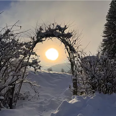 A snowy garden with a gate made of branches. The sun shines through the clouds, creating a picturesque winter landscape.