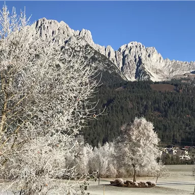 A winter landscape with snow-covered trees and majestic mountains in the background. The sky is clear and blue.