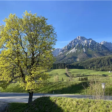 Der Ahorn auf der Rückseite des Hauses Gaberhel, vor dem HIntergrund des Wilden Kaisers  ist eine Augenweide im Wechsel der Jahreszeiten