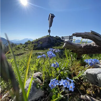 Eine alpine Landschaft mit bunten Vergissmeinnicht-Blumen im Vordergrund. Im Hintergrund steht ein Holzkreuz unter einem klaren blauen Himmel.