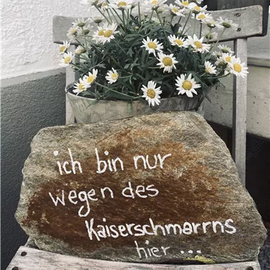 Ein Stein mit der Aufschrift „ich bin nur wegen des Kaiserschmarrns hier“ sitzt auf einem Holzstuhl. Im Hintergrund blühen weiße Margariten.
