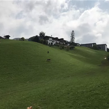 A green hilly landscape with some cows and a farmhouse in the background. The sky is partly cloudy.