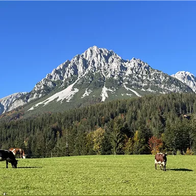 An idyllic meadow with cows, surrounded by high mountains and a clear blue sky. The nature is green, and the trees give the landscape a peaceful atmosphere.