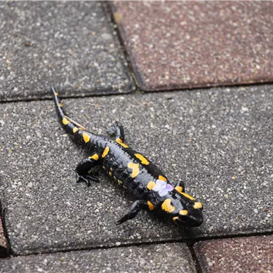 A salamander with black skin and yellow spots crawls over a stone floor. The colors are striking and vibrant.