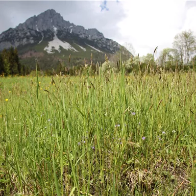 A green meadow with tall grasses and colorful flowers in the foreground. In the background, majestic mountains extend under a cloudy sky.