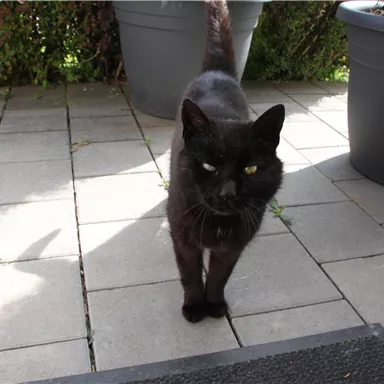 A black cat is walking on a paved floor. In the background, plant pots can be seen.