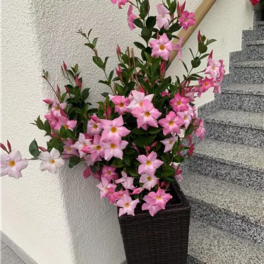 Ein großer Topf mit rosa Blüten steht an einer Treppe. Die Blumen sind üppig und verleihen dem Raum einen freundlichen Eindruck.