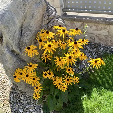 Ein bunter Blumenstrauß mit vielen gelben Sonnenblumen steht neben einem großen Stein. Im Hintergrund ist ein gepflegter Rasen zu sehen.