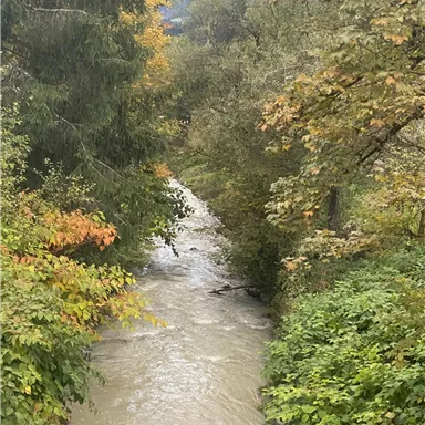 Ein kleiner, fließender Bach umgeben von Bäumen und buntem Herbstlaub. Das Wasser ist trüb und plätschert sanft durch die Landschaft.