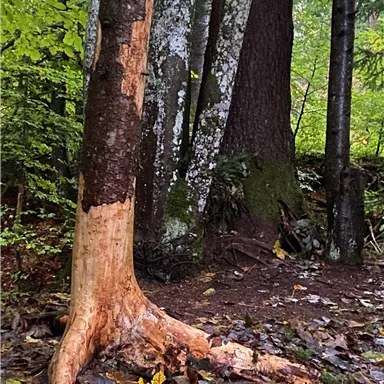 Ein Baumstumpf in einem Wald mit einer raue, abgeblätterten Rinde. Im Hintergrund stehen weitere Bäume und es liegt Laub auf dem Boden.