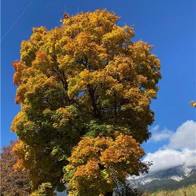 Ein prächtiger Baum mit bunten, orangefarbenen Blättern vor einem klaren blauen Himmel. Die Herbstlandschaft bietet eine schöne Aussicht auf die Natur.