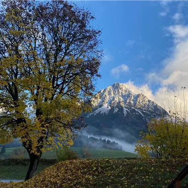 Ein malerischer Berg mit Schnee und einer bunten Herbstlandschaft. Im Vordergrund steht ein Baum mit gelben Blättern.