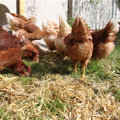 A group of chickens is pecking on a meadow. The animals are visible in various shades of brown and white.