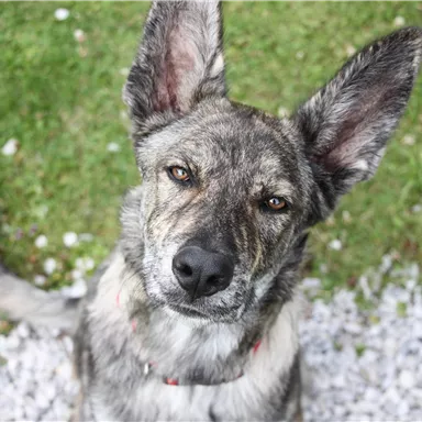 A dog with striped fur and large ears sits on green grass. He is looking attentively at the camera.