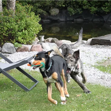 Two dogs are happily playing in the garden. One of them is carrying a toy in its mouth, while the other is chasing after it.