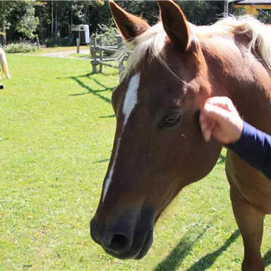 A brown horse is being gently petted. In the background, more horses and a green field can be seen.