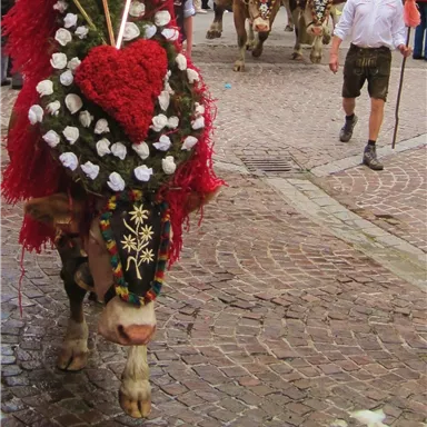 A festively decorated bull with flowers and heart decorations is parading down a street. In the background, more animals and people in traditional clothing can be seen.