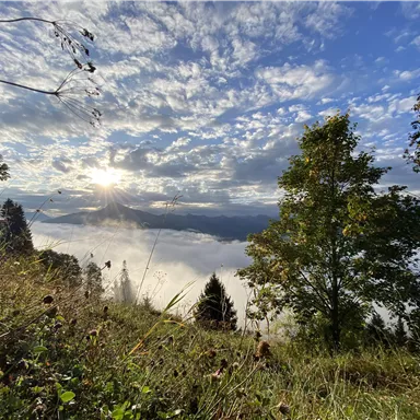 Eine malerische Aussicht auf eine bewaldete Landschaft mit Nebel und Sonne, die durch die Wolken scheint. Im Vordergrund stehen Bäume und hohes Gras.