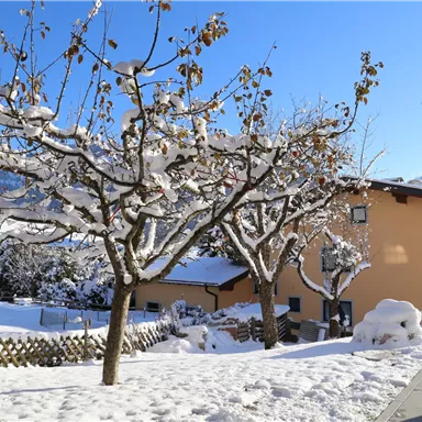 Ein verschneiter Wintergarten mit schneebedeckten Bäumen und Häusern im Hintergrund. Der Himmel ist klar und blau.