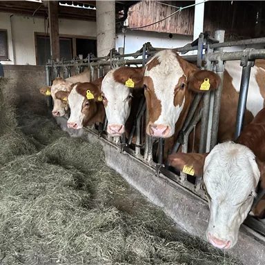Five cows are standing in a stable and looking curiously forward. In the background, there is hay on the ground.