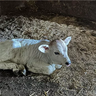 A cute calf lies on the floor in a stable. The surroundings are covered with straw and there is dim light.