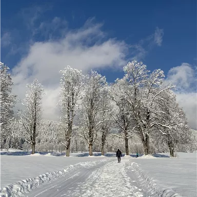 Ein schneebedeckter Weg führt durch einen Winterwald mit hohen, schneebedeckten Bäumen. Der Himmel ist klar und blau, und eine Person geht sanft durch den Schnee.