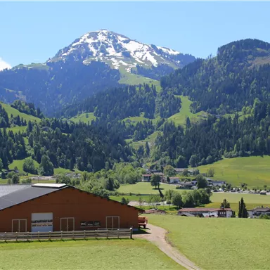 Eine wunderschöne Landschaft mit grünen Hügeln und schneebedeckten Bergen im Hintergrund. Im Vordergrund steht ein Bauernhof unter einem klaren blauen Himmel.