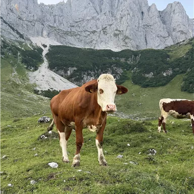 A cow stands on a green meadow in the Alps. In the background, impressive mountain peaks can be seen.