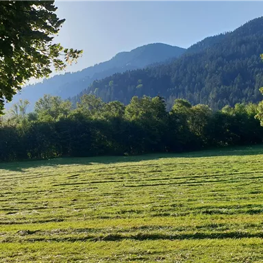 Eine grüne Wiese mit sanften Hügeln im Hintergrund. Die Landschaft ist von Bäumen umgeben und strahlt Ruhe aus.