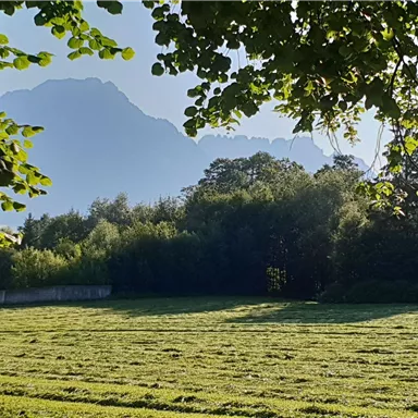 Eine grüne Wiese mit Bäumen und sanften Hügeln im Hintergrund. Der Himmel ist klar und es ist früh am Morgen.