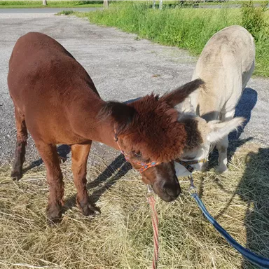 Zwei Tiere stehen auf einem Schotterweg. Ein braunes Alpaka grast neben einem hellen Esel.