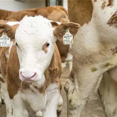Ein Kälbchen steht zwischen zwei Kühen auf einem Bauernhof. Alle Tiere tragen Ohrmarken zur Identifikation.
