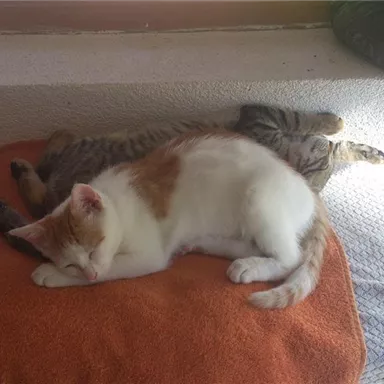 Two cats are comfortably lying on an orange blanket. One cat is white with orange spots, the other is gray striped.