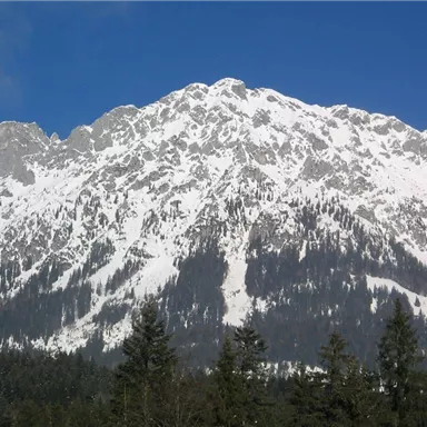An impressive mountain with a snow-capped peak and green forests in the foreground. The sky is clear and blue.