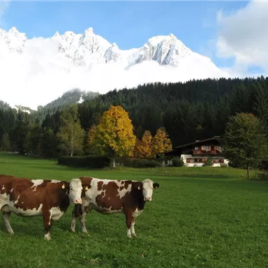 Two cows are standing on a green meadow in front of a beautiful farmhouse. In the background, majestic mountains can be seen under a partly cloudy sky.