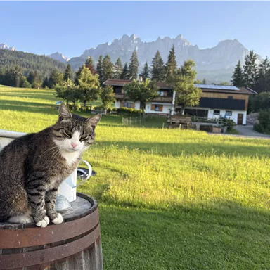 A cat is sitting on a barrel in a green meadow. In the background, there are mountains and a beautiful farmhouse.