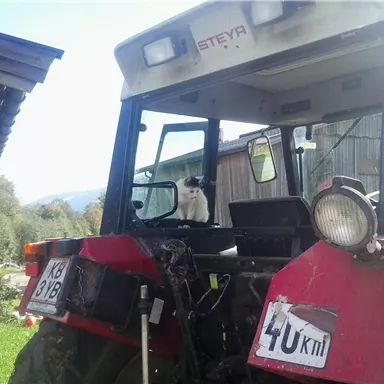 A red tractor is standing in a field, while a cat is sitting on the driver's seat. In the background, buildings and a green landscape can be seen.